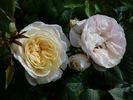 Greenland™ Love Forever® rose photo