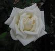 Galahad rose photo
