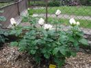 Galahad rose photo