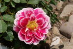 Dahlia Rose rose photo