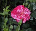 Rockin' Robin™ rose photo