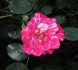 Rockin' Robin™ rose photo