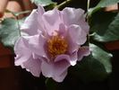 Lagoon rose photo