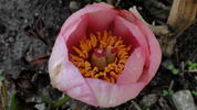 Nancy peony photo
