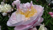 Golly peony photo