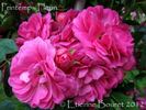 Printemps Fleuri rose photo