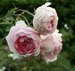 Flore rose photo
