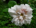 Enchanteresse rose photo