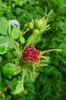 Enchanteresse rose photo