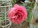 Debonnaire rose photo