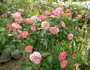 Delany Sisters rose photo