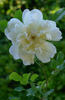 Alba Odorata rose photo
