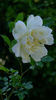 Alba Odorata rose photo