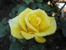 Golden Fantasy rose photo