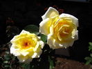 Golden Fantasy rose photo