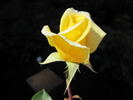 Golden Fantasy rose photo