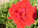 Pays d'Iroise rose photo