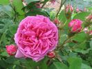 Julie de Mersan rose photo