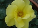 Bright Smile ® rose photo