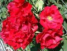 Castella ® rose photo