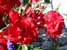 Castella ® rose photo