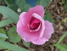 The Colwyn Rose rose photo