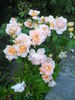 Rita Levi Montalcini rose photo