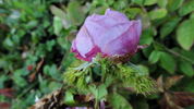Crested Sweetheart rose photo