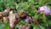 Crested Sweetheart rose photo