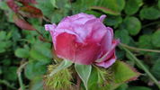 Crested Sweetheart rose photo