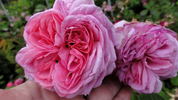 Crested Sweetheart rose photo
