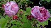 Maurice Bernardin rose photo