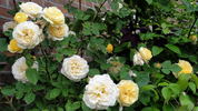 Yellow Charles Austin ® rose photo