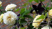 Yellow Charles Austin ® rose photo