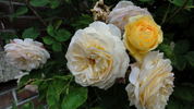 Yellow Charles Austin ® rose photo