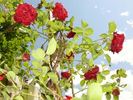 Red Fountain rose photo