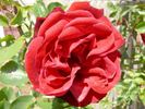 Red Fountain rose photo