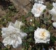 Hubička rose photo