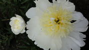 Cheddar Gold peony photo