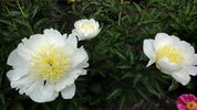 Cheddar Gold peony photo