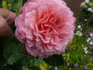 Bésame mucho rose photo