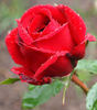 Aluston rose photo