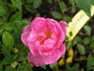 1-72-1DLFED3 rose photo