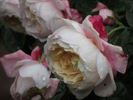 Apricot Morning rose photo