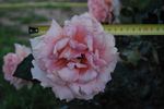 Breath of Life rose photo