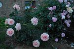 Breath of Life rose photo