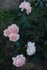 Breath of Life rose photo