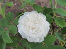 Blanc de Vibert rose photo
