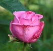 Auguste Renoir ® rose photo