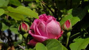 Champion of the World rose photo